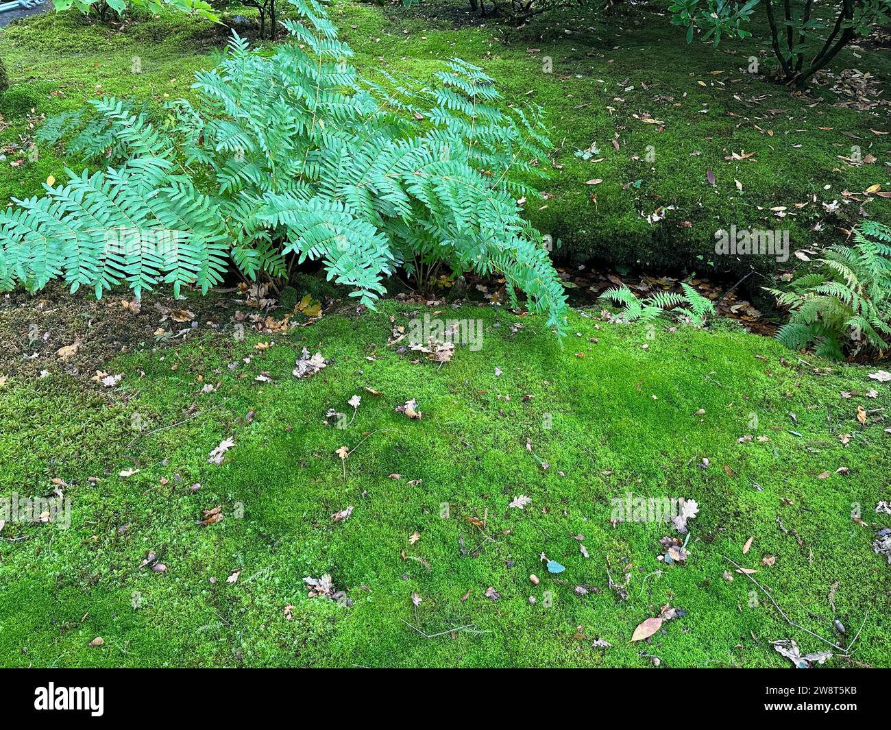 Bright moss and other plants near water channel in park Stock Photo