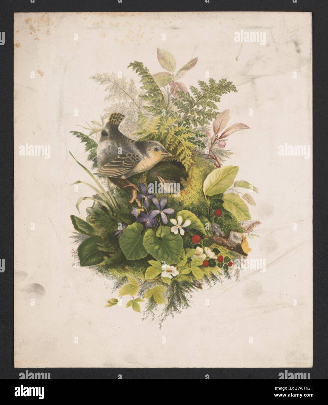 Wren's nest and ferns after Mrs. O.E. Whitney Stock Photo Alamy
