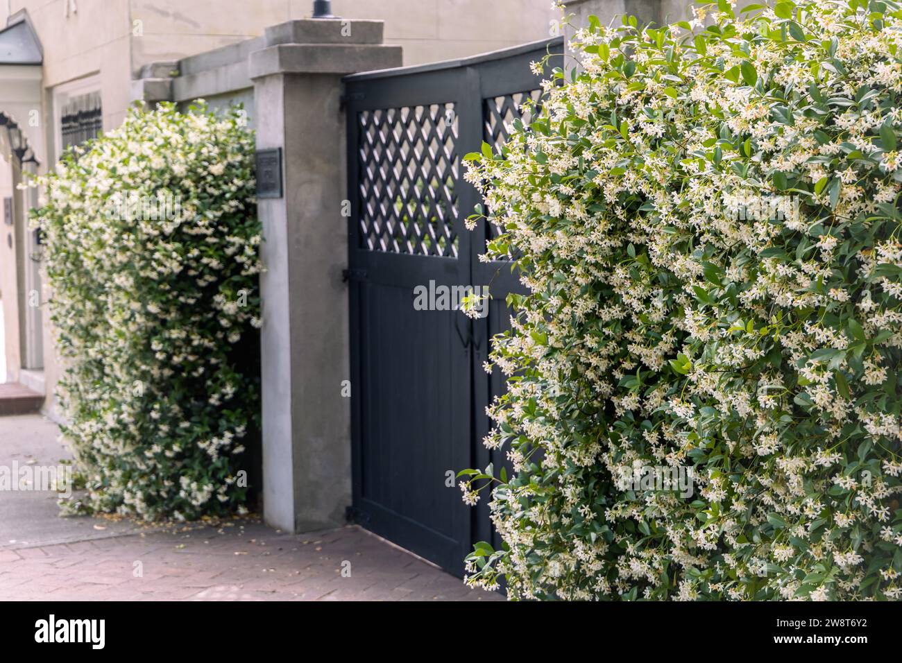 a black gate surrounded by jasmine covered walls in the spring Stock Photo