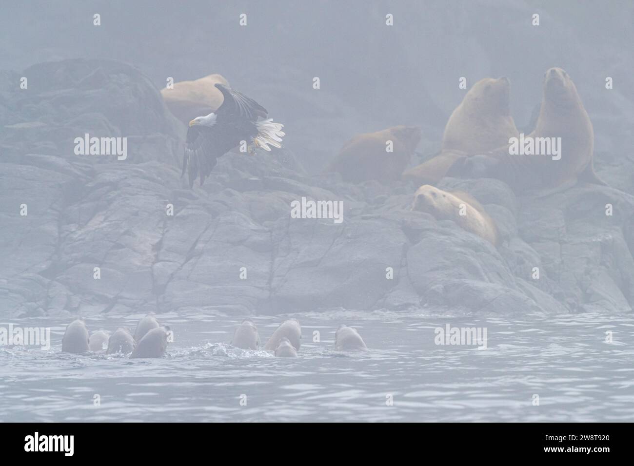 Bald eagle fishing along stellers sea lions on a very foggy day in Waynton Passage off Vancouver Island, First Nations Territory, Traditional Territor Stock Photo
