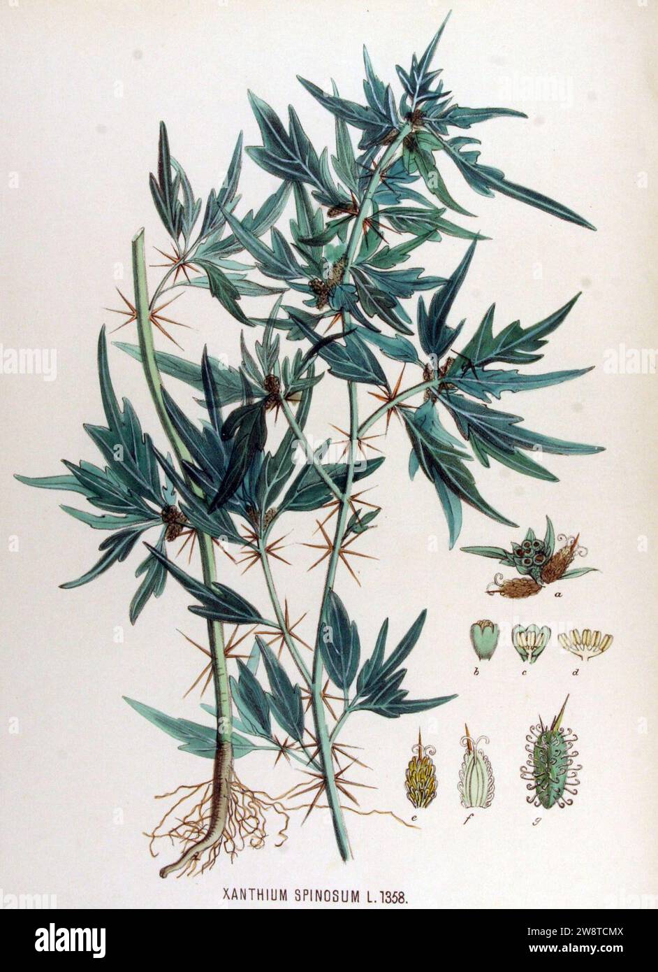 Xanthium spinosum — Flora Batava — Volume v17. Stock Photo