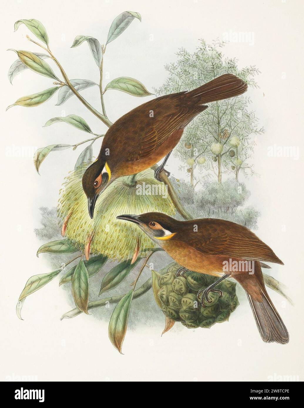 Xanthotis flaviventer - The Birds of New Guinea (cropped). Stock Photo
