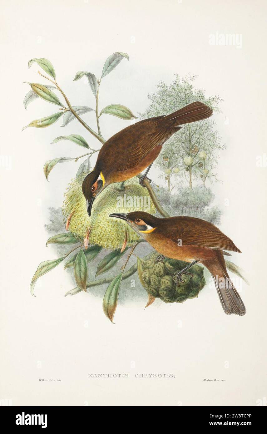 Xanthotis flaviventer - The Birds of New Guinea. Stock Photo