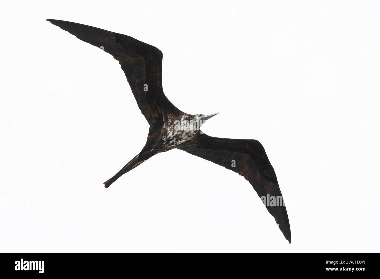 Magnificent Frigatebird in Flight Stock Photo