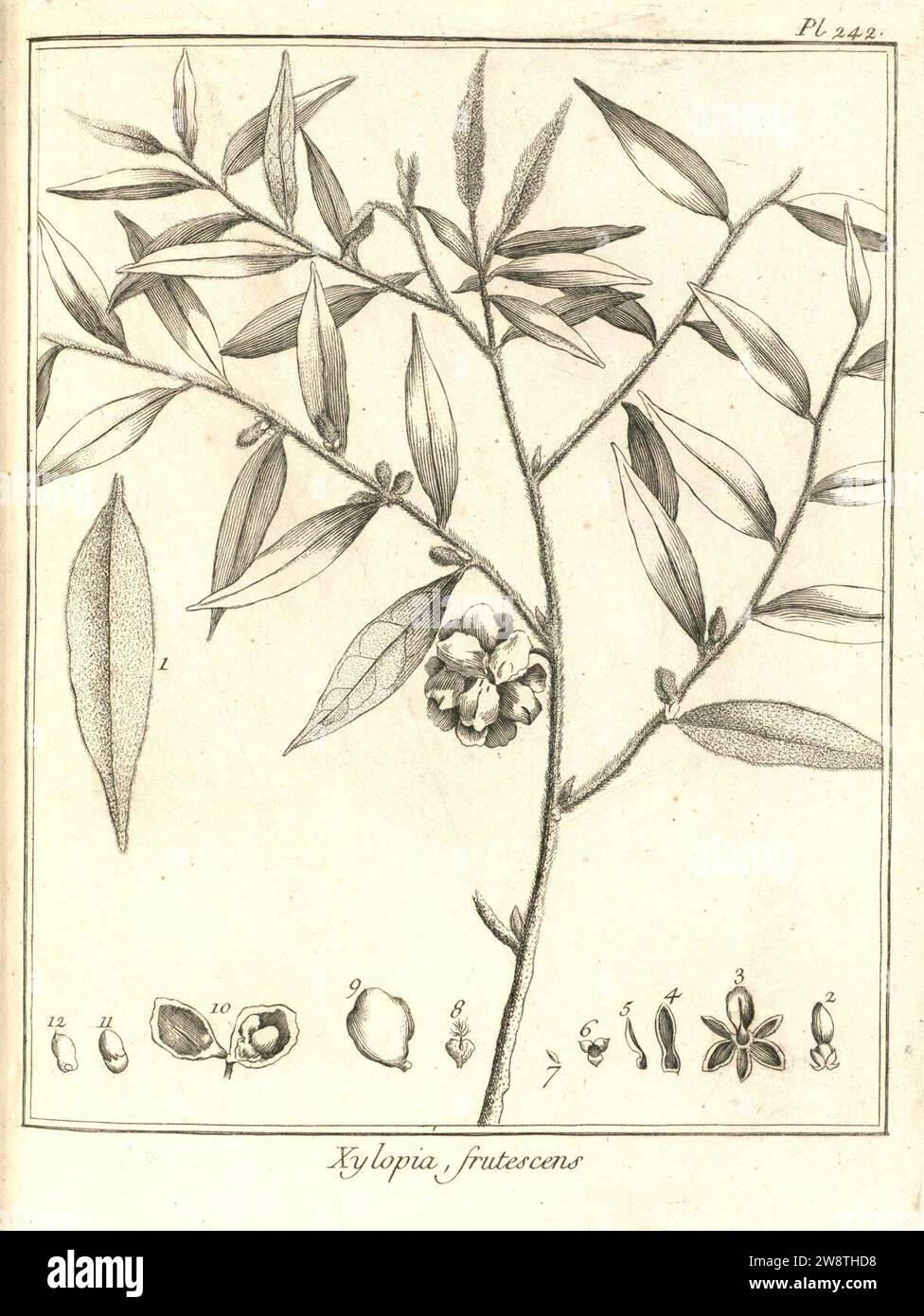 Xylopia frutescens Aublet 1775 pl 242. Stock Photo