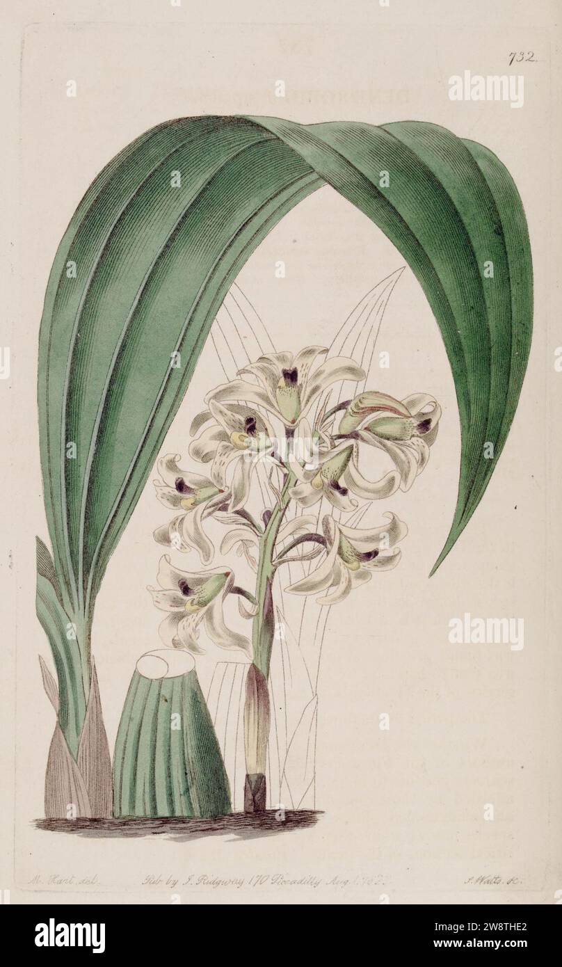 Xylobium squalens (as Dendrobium squalens) - Bot. Reg. 9 pl. 732 (1823). Stock Photo