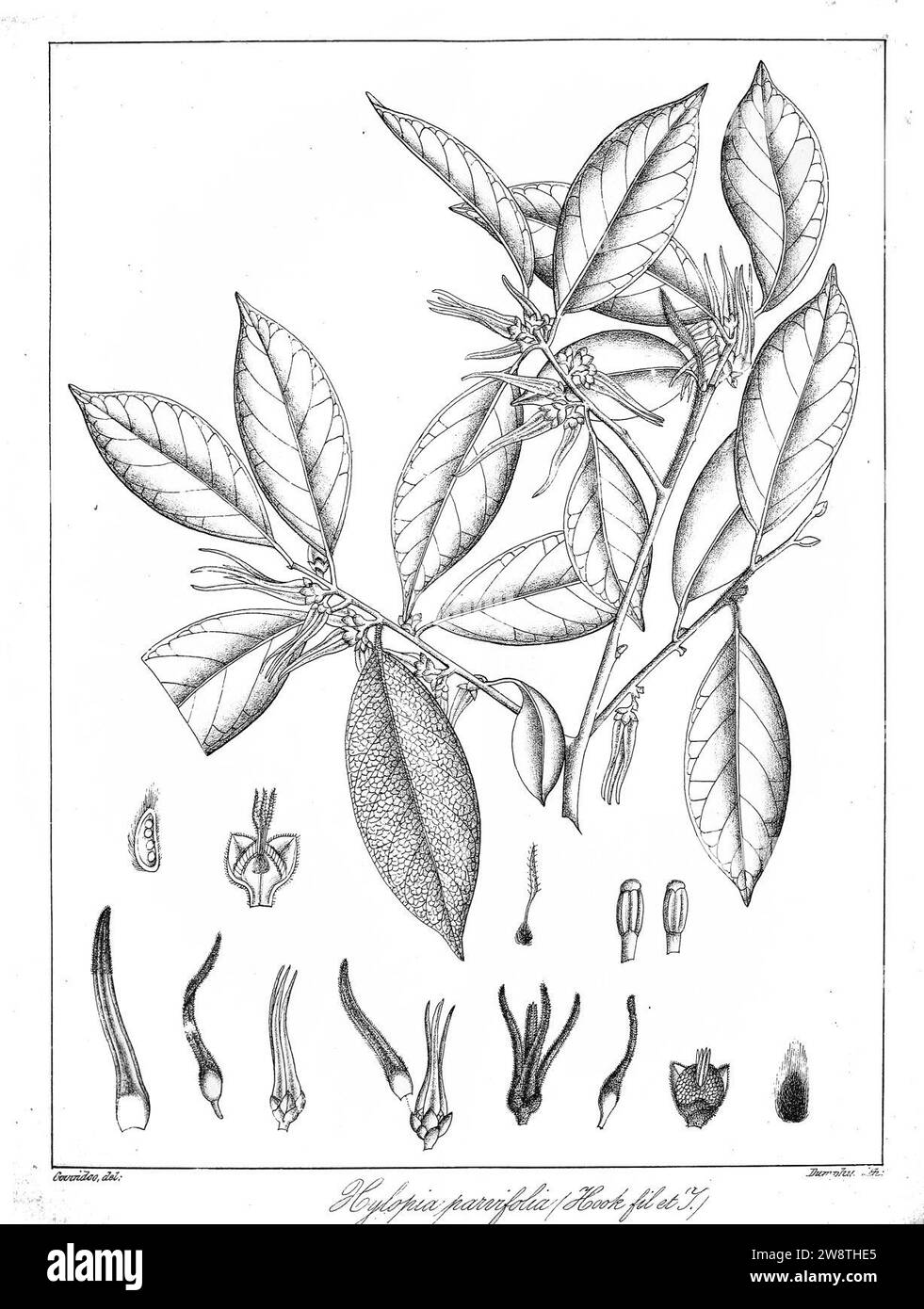 Xylopia parvifolia Govindoo. Stock Photo