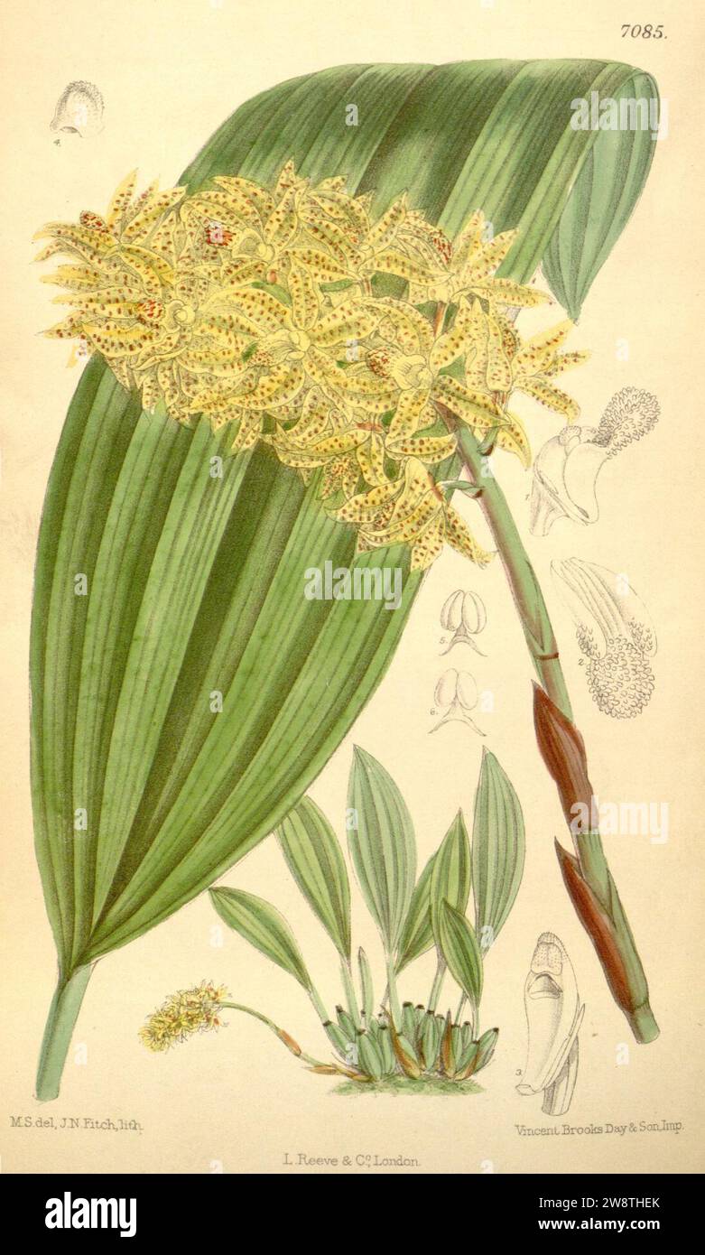 Xylobium leontoglossum - Curtis' 115 (Ser. 3 no. 45) pl 7085 (1889). Stock Photo