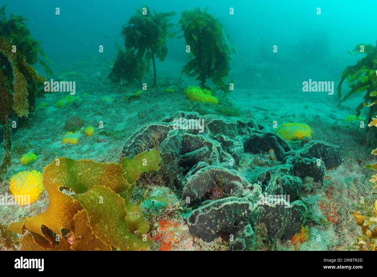Various sponges and brown kelp Ecklonia radiata on flat rocky sea bottom covered with coarse sand. Location: Leigh New Zealand Stock Photo