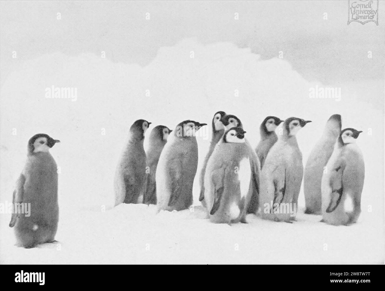 Young Emperor Penguins. Stock Photo