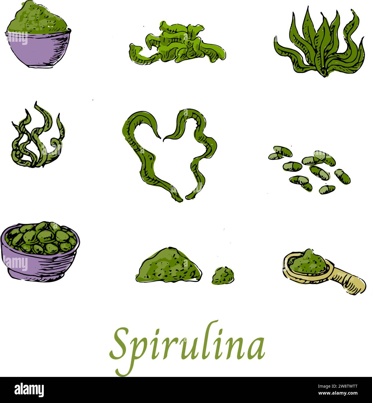 Set of Spirulina Algae Superfood Hand drawn Sketch. Vector illustration
