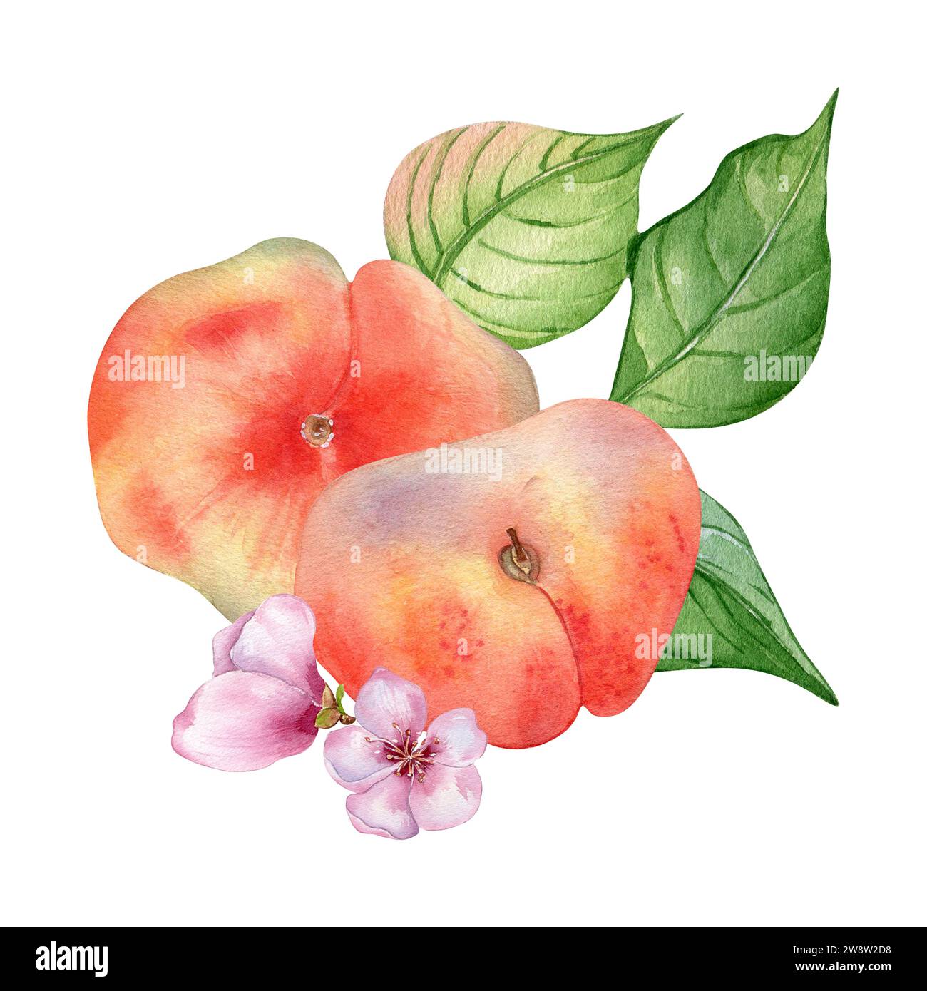 Chines fig peaches and flower with leaves watercolor illustration isolated on white. Ripe fruits painted. Flat peach hand drawn. Design element for pa Stock Photo