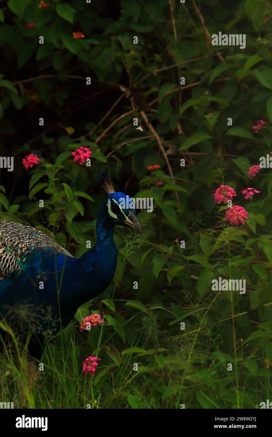 beautiful and colorful indian peacock or common peafowl (pavo cristatus) in lush green tropical forest, west bengal in india Stock Photo