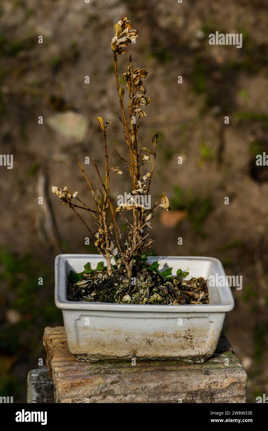 Dead bonsai tree hi-res stock photography and images - Alamy