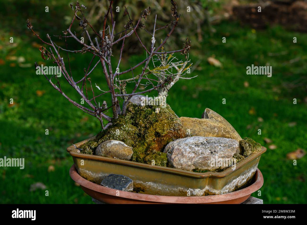 Closeup of a small tree, a bonsai, dried up and leafless in winter, on