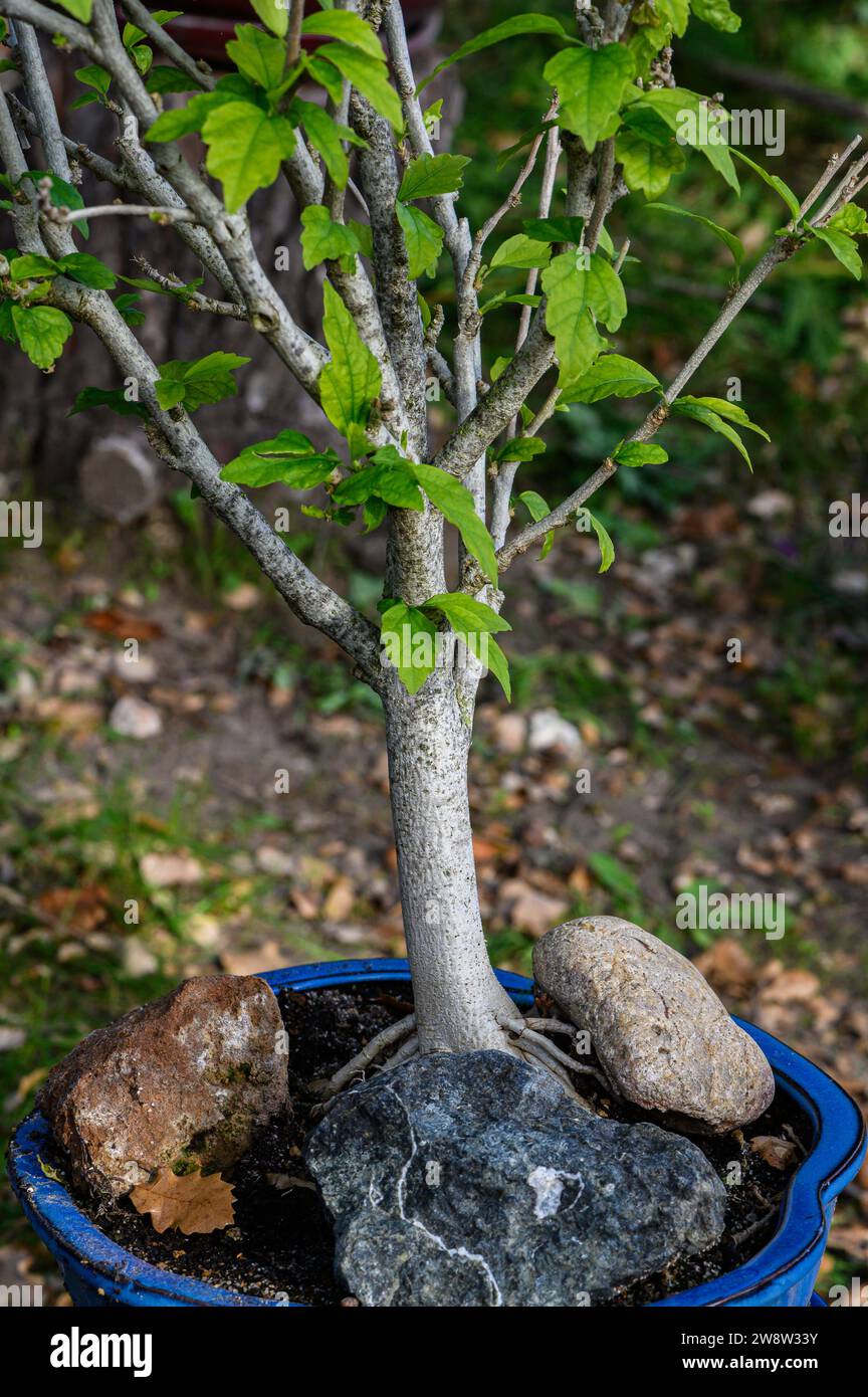A small bonsai tree with its green and tiny leaves, a strong and sturdy trunk in a blue pot, surrounded by three large colorful stones. Stock Photo