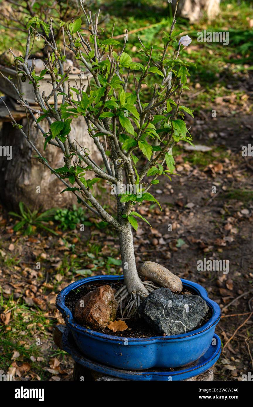 A small bonsai tree with its green and tiny leaves, a strong and sturdy trunk in a blue pot, surrounded by three large colorful stones. Stock Photo