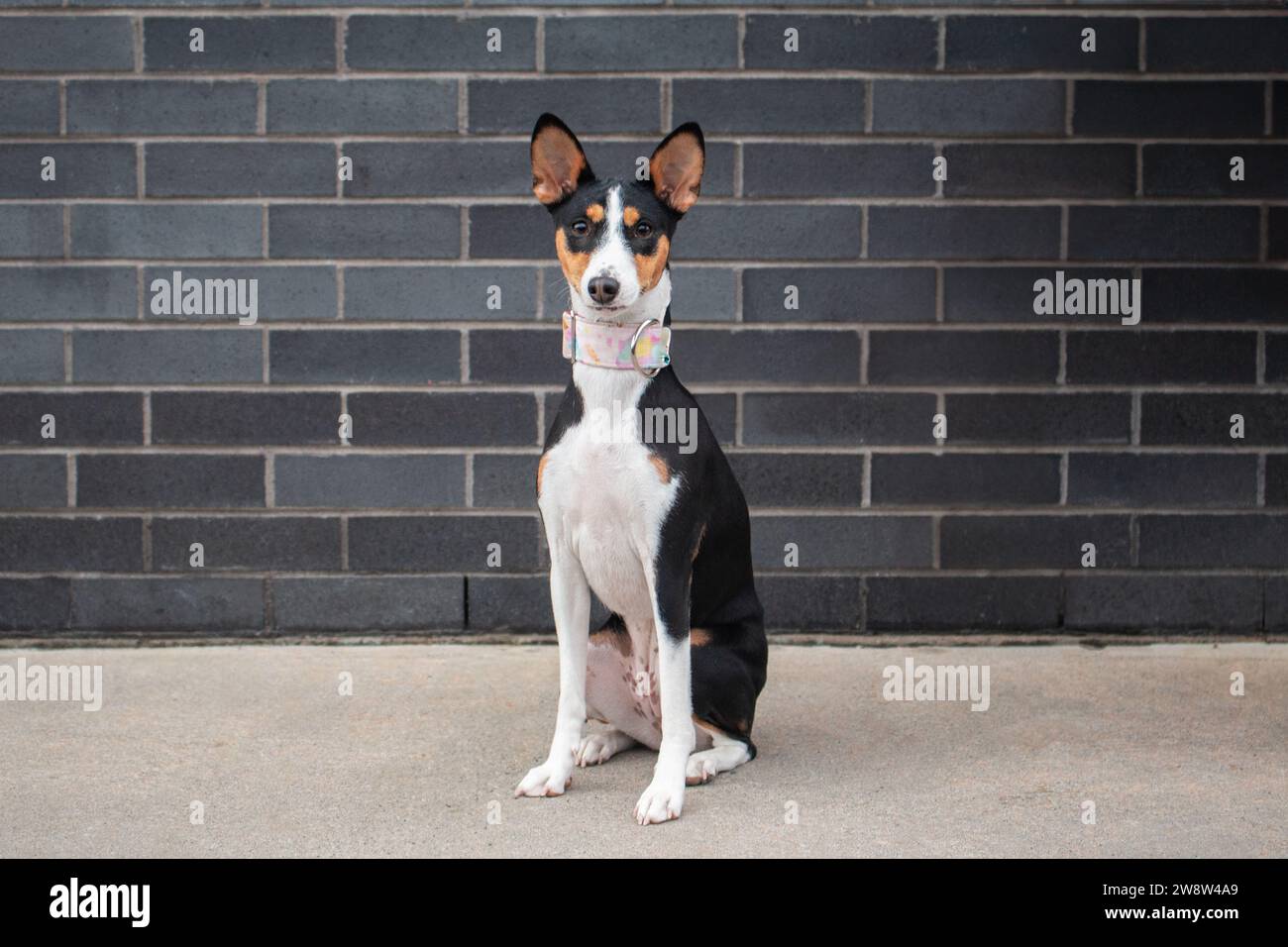 Dog breed Basenji sitting in front of a brick wall. Stock Photo