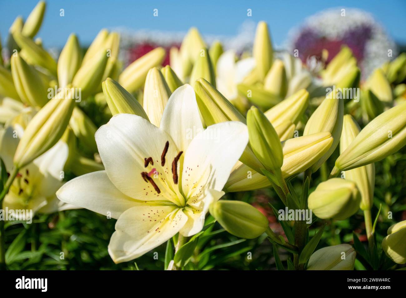 White flower blooming among flower buds Stock Photo