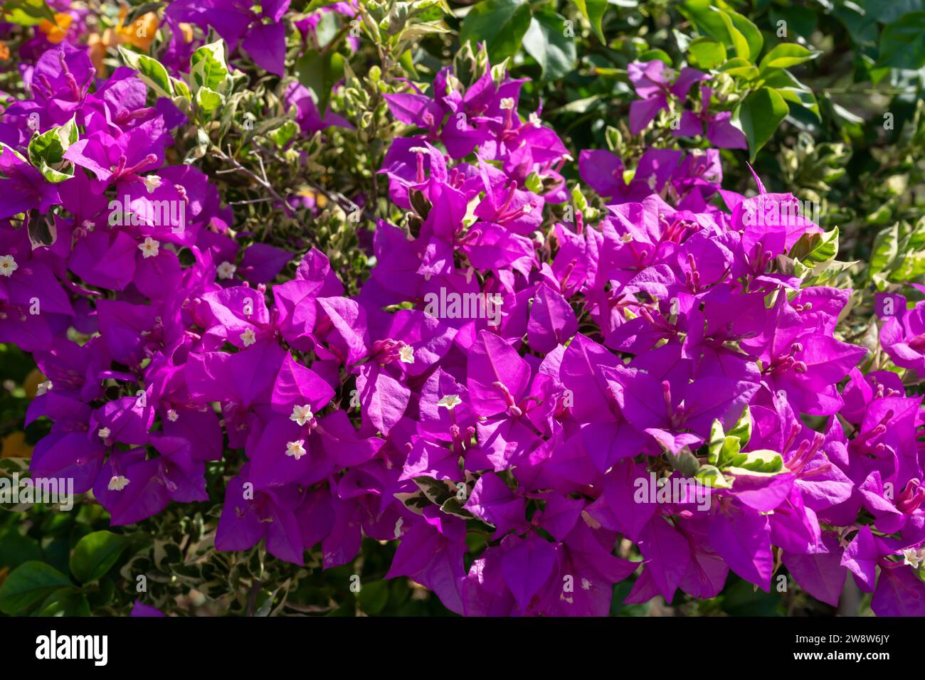 Bougainvillea is a popular tropical flowering plant in the garden. Stock Photo