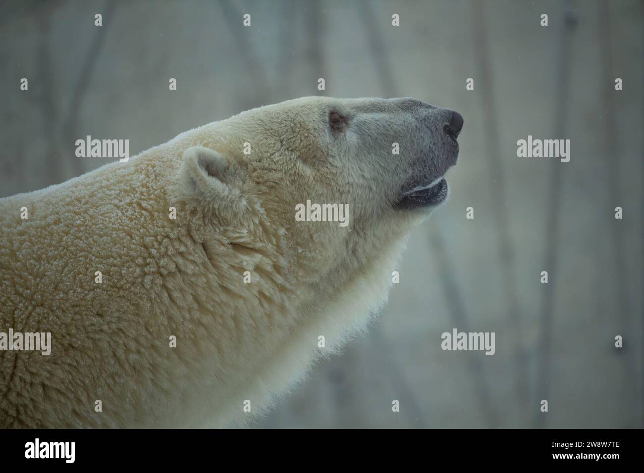 Polar bear looks up over abstract grey background Stock Photo