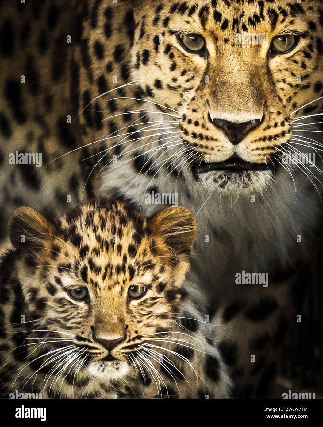 PA PHOTOGRAPHER PICTURE OF THE YEAR 2023 - Danny Lawson. File photo dated 10/09/23 - Amur leopards are critically endangered, meaning they face an extremely high risk of extinction in the wild. The only surviving Amur leopard cub, born in the European breeding programme in 2023, is pictured here with its mother at Yorkshire Wildlife Park. There are 48 zoos in the programme whose long-term aim is to reintroduce more Amur Leopards back into protected areas of their native habitat. Issue date: Friday December 22, 2023. Stock Photo