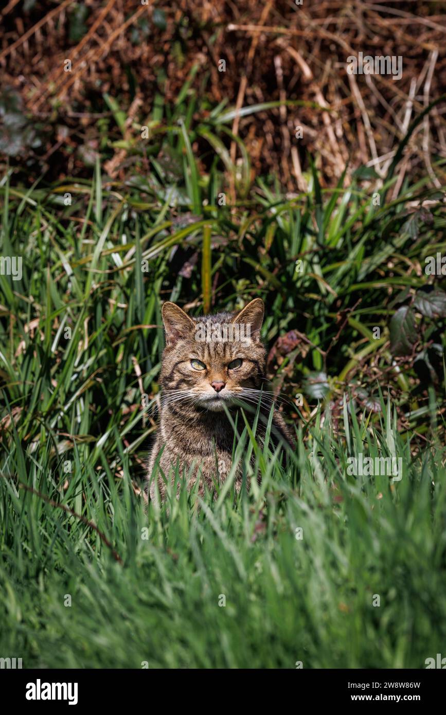 Scottish Wildcat [ Felis silvestris ] captive animal at the Westcountry Wildlife Photography Centre in Devon Stock Photo