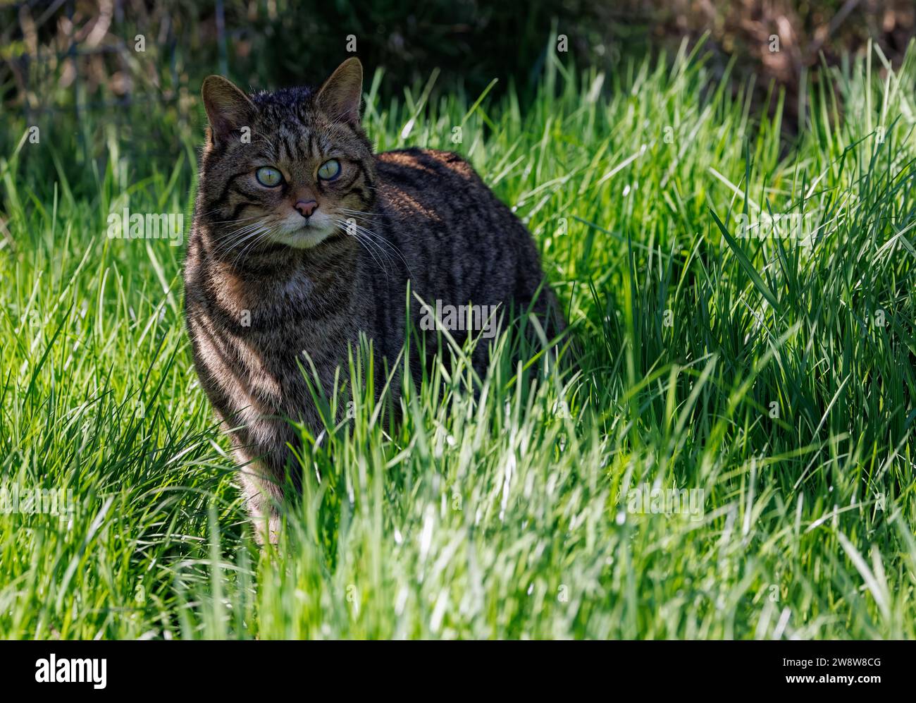 Scottish Wildcat [ Felis silvestris ] captive animal at the Westcountry Wildlife Photography Centre in Devon Stock Photo