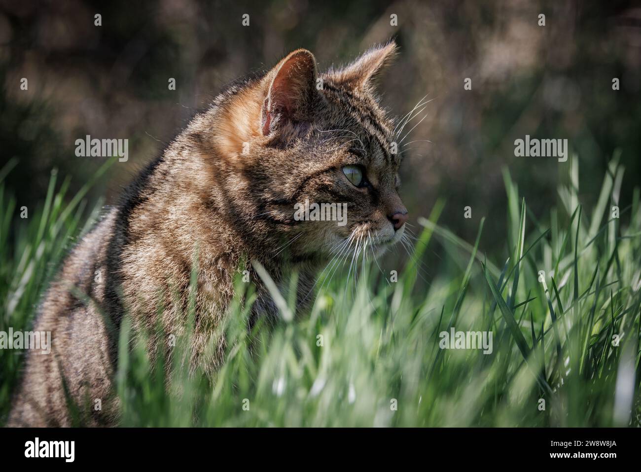 Scottish Wildcat [ Felis silvestris ] captive animal at the Westcountry Wildlife Photography Centre in Devon Stock Photo