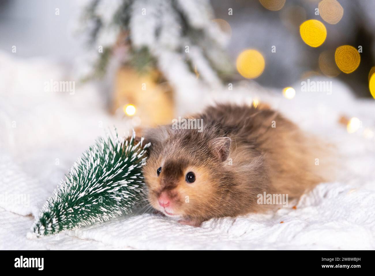 A funny shaggy fluffy hamster nibbles Gnawing on the Christmas tree on
