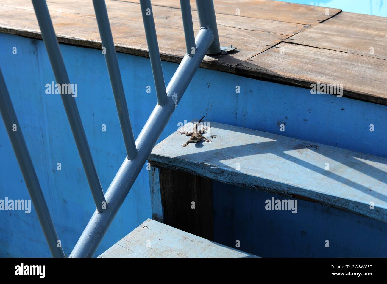Lizard pictured on the steps to a swimming pool in Freetown, Sierra Leone, Africa. Stock Photo