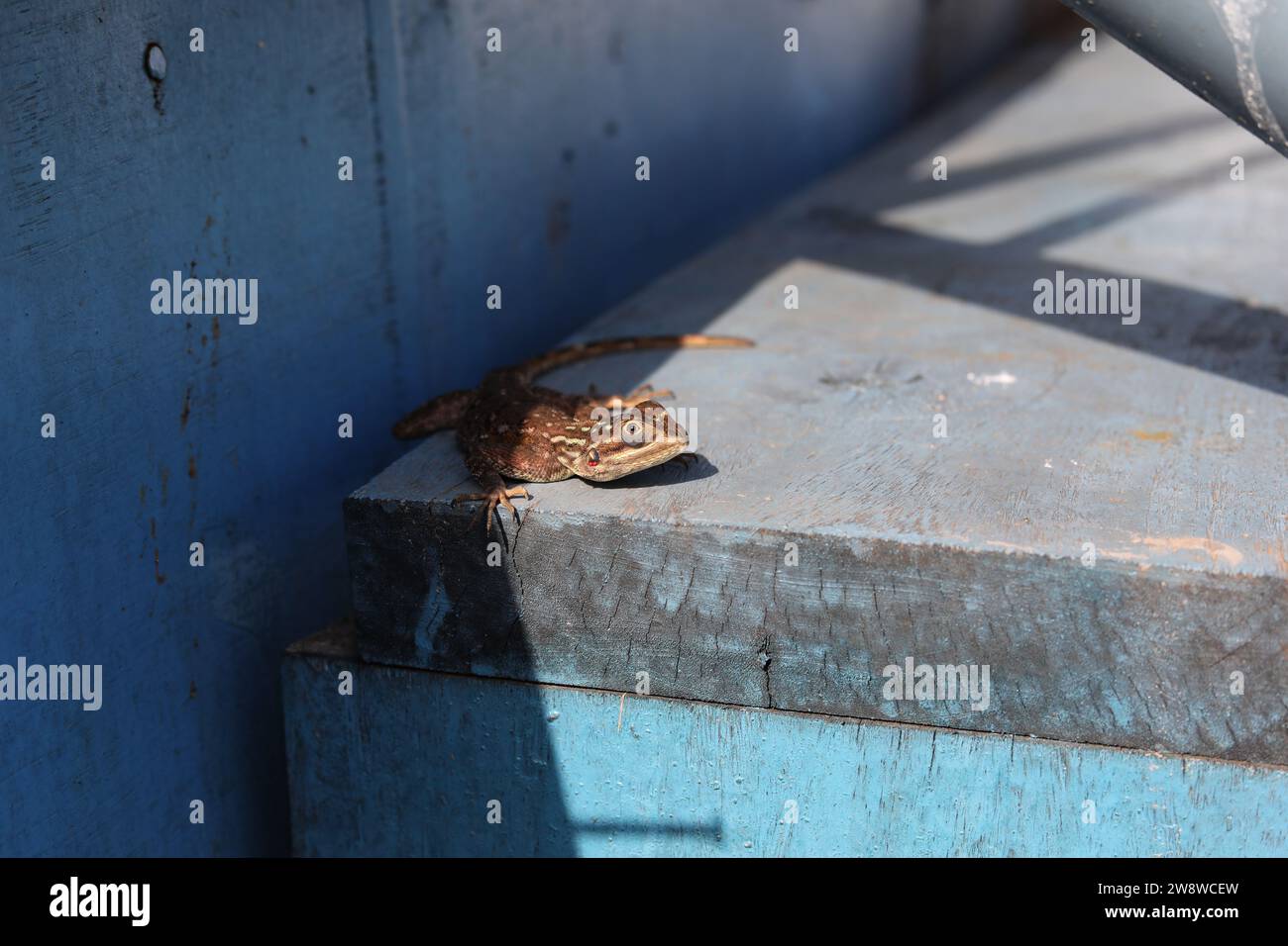 Lizard pictured on the steps to a swimming pool in Freetown, Sierra Leone, Africa. Stock Photo