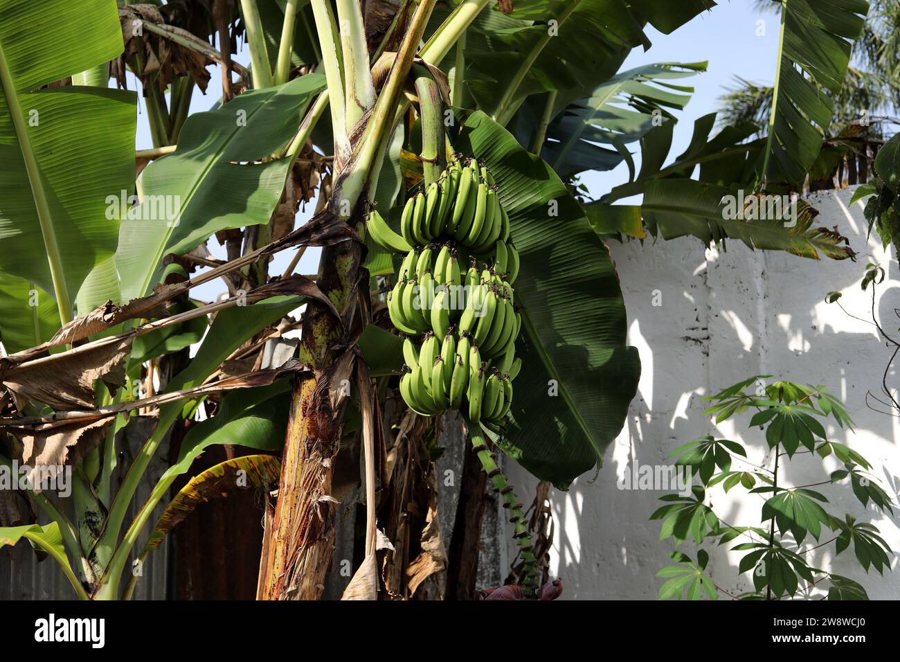 Plantain tree pictured in Freetown, Sierra Leone, Africa Stock Photo