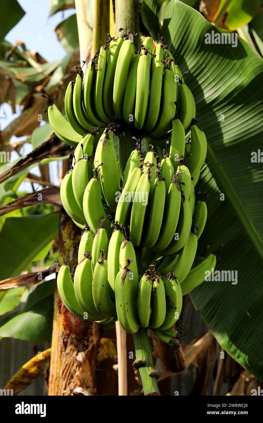 Plantain tree pictured in Freetown, Sierra Leone, Africa Stock Photo