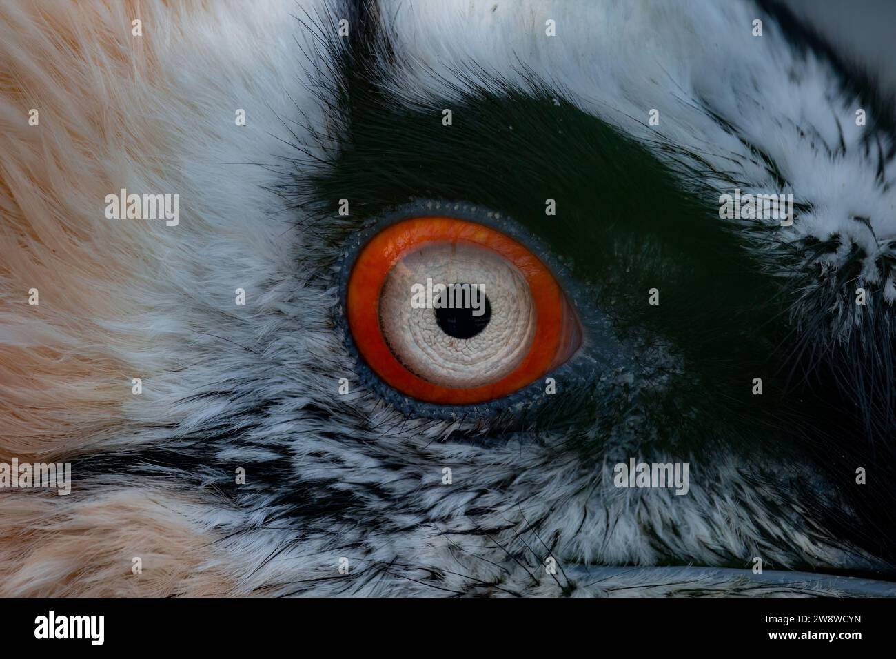 Bearded Vulture, gypaetus barbatus, Portrait of Adult, Closeup of Eye