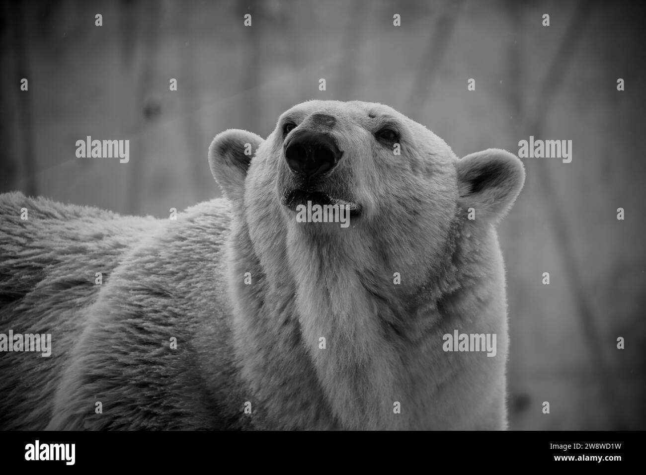 Black bear winter hi-res stock photography and images - Alamy