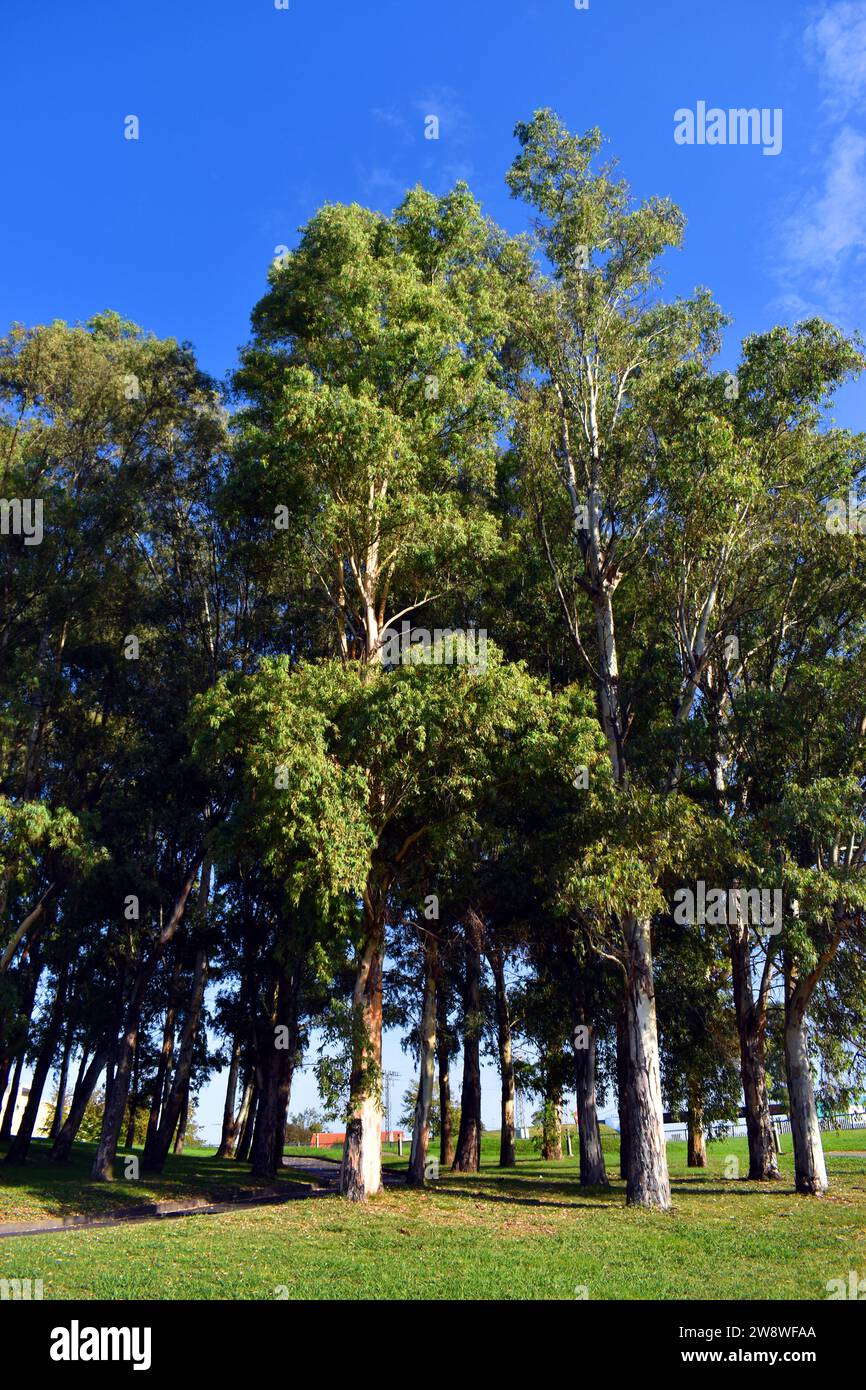 Southern blue gum hi-res stock photography and images - Alamy