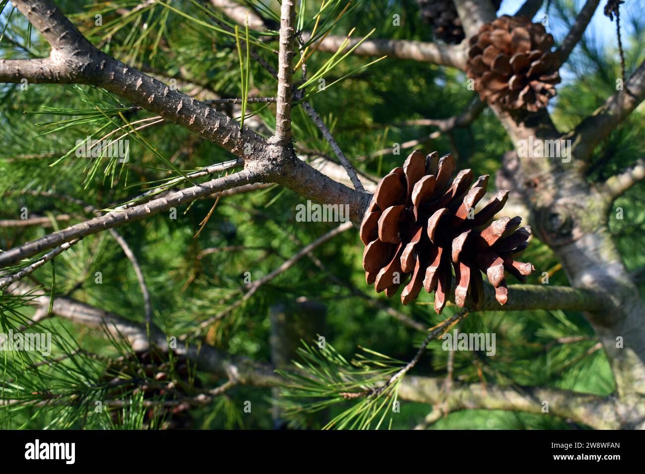 Leaves and cones of Macedonian pine (Pinus peuce) Stock Photo