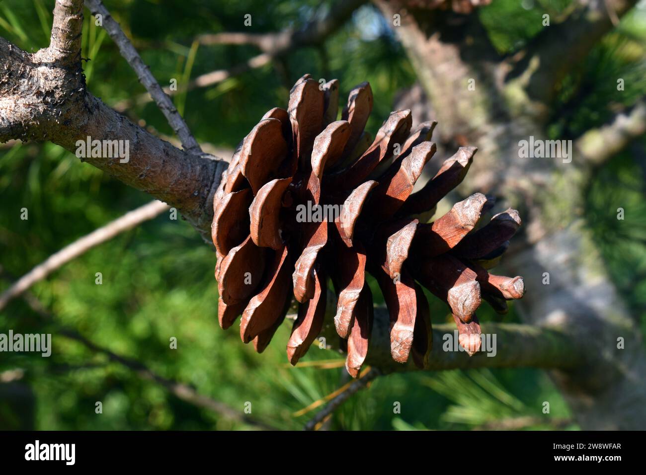 Leaves and cones of Macedonian pine (Pinus peuce) Stock Photo