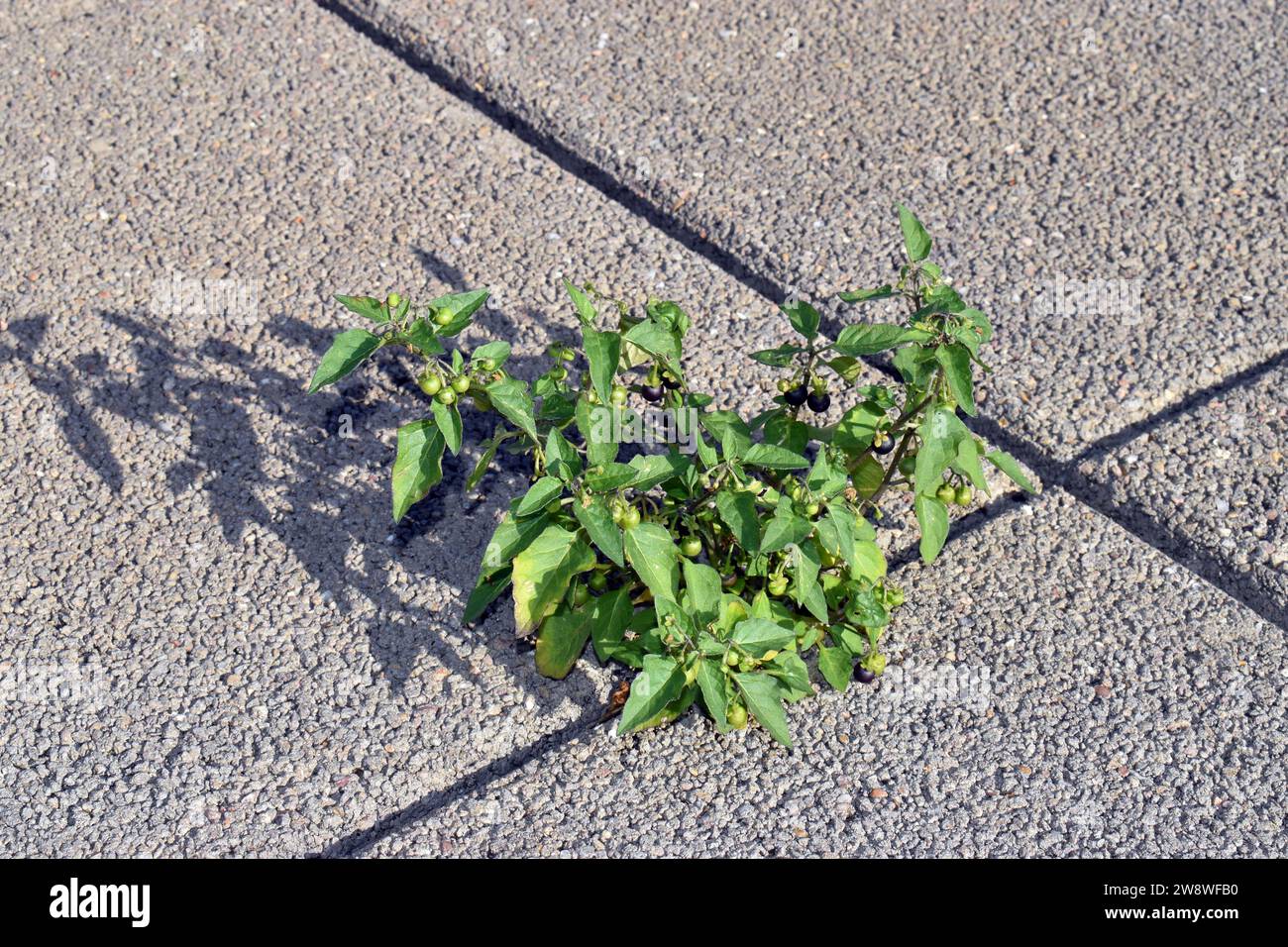 The European black nightshade (Solanum nigrum) growing between the cement slabs of a city Stock Photo