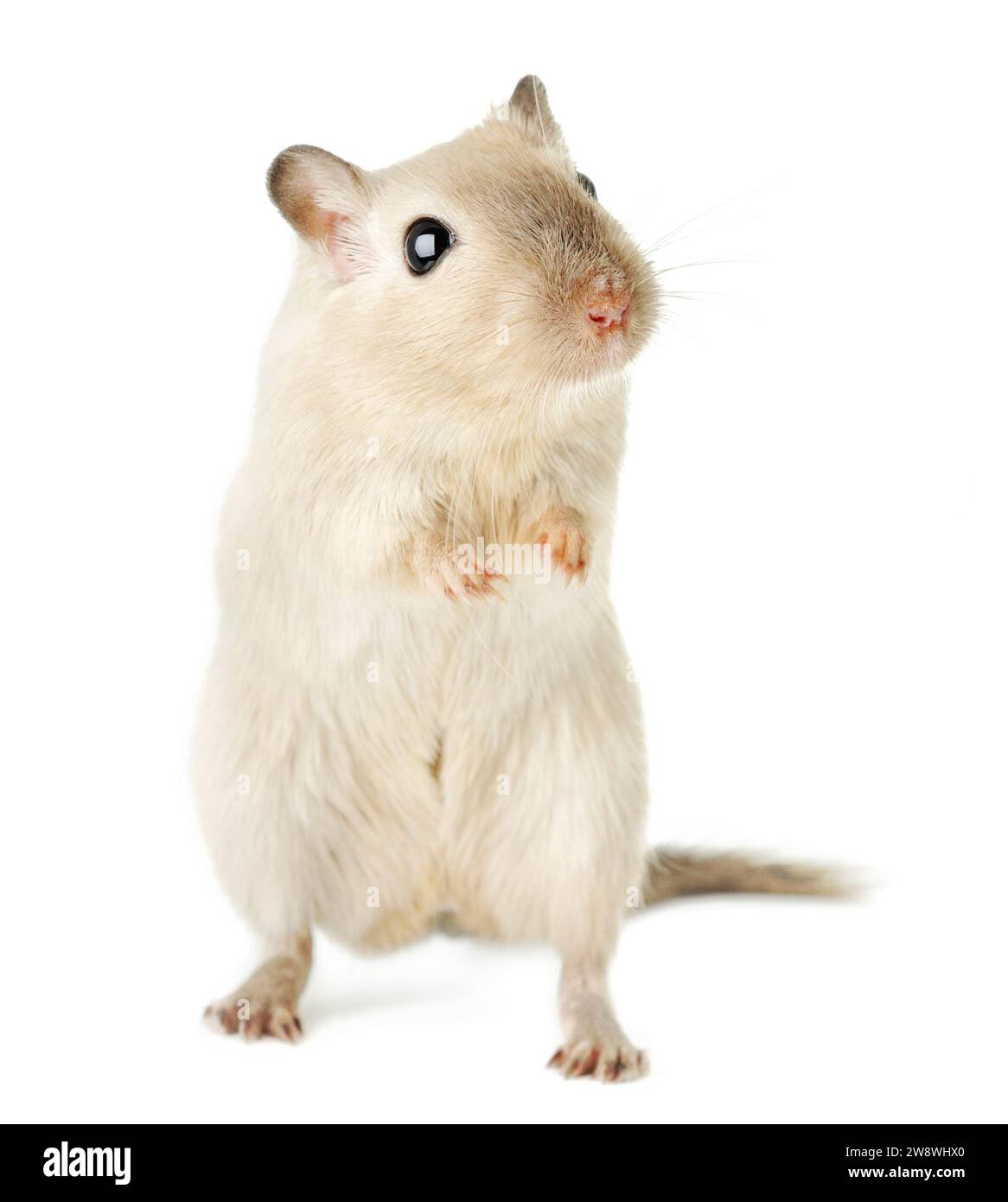 Cute beige gerbil standing on its hind legs, gazing upward with curiosity, isolated on white background Stock Photo