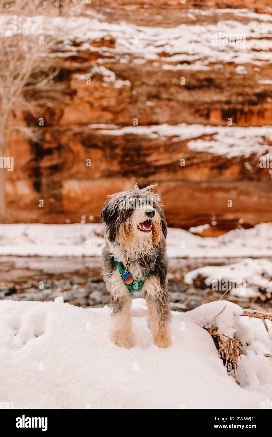 Scruffy Aussiedoodle doodle mixed breed hiking in Moab in winter Stock Photo