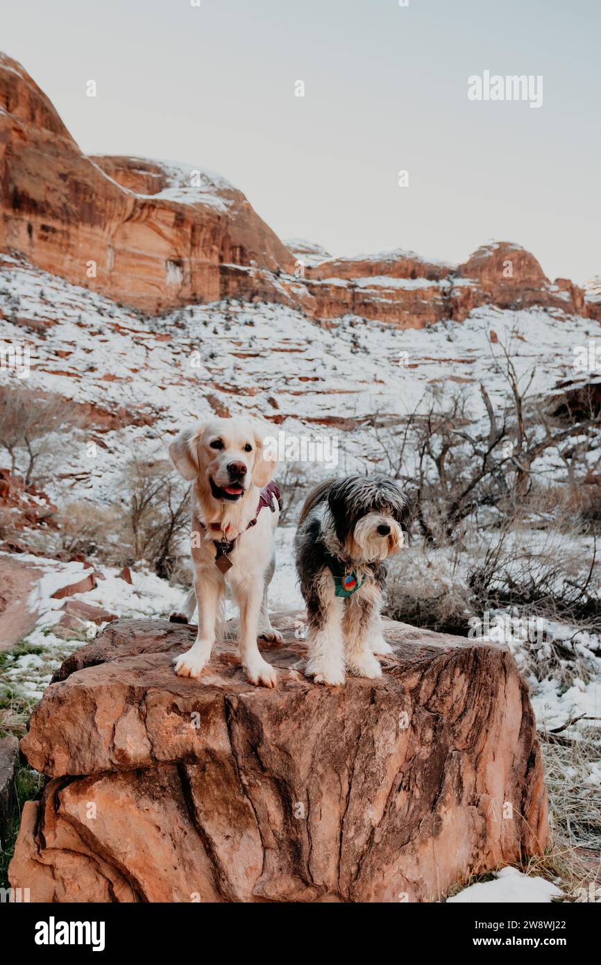 Golden Retriever and Aussiedoodle poodle mix standing on rock in Moab Stock Photo