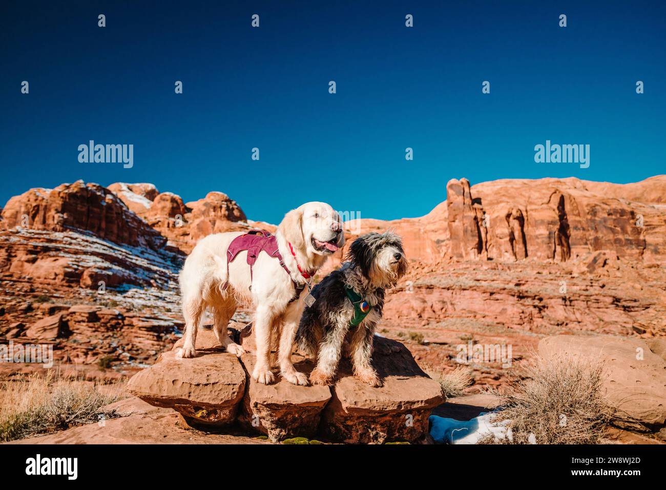 Golden Retriever and Aussiedoodle standing on rock in Moab desert Stock Photo