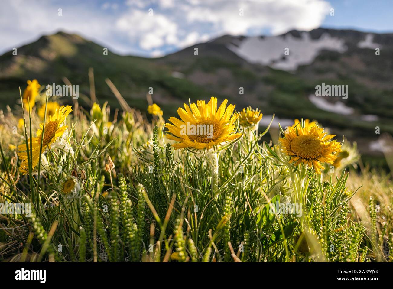 Old man of the mountain in an alpine setting, Colorado Stock Photo