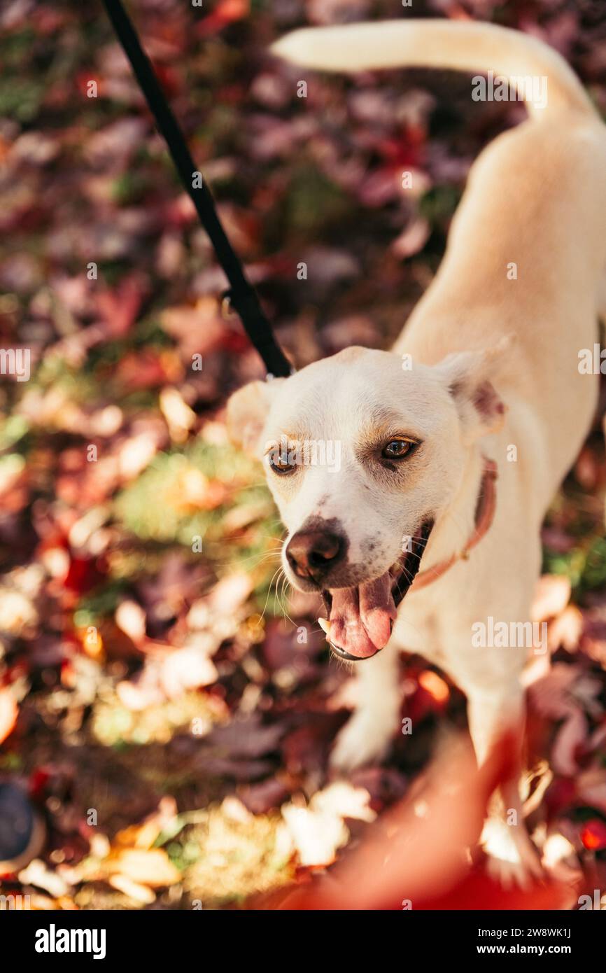 Dog on a leash during autumn Stock Photo