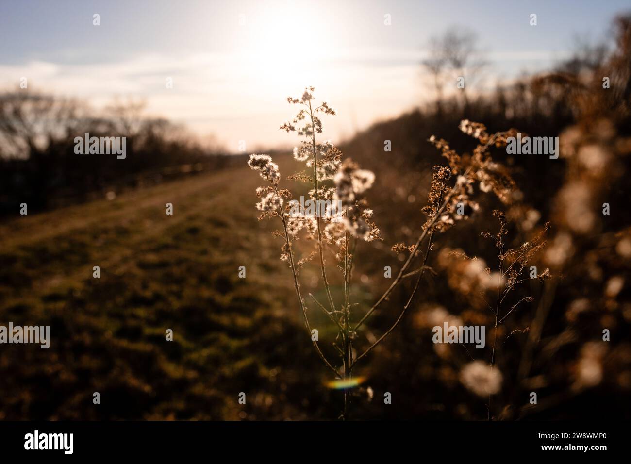 Brown weeds hi-res stock photography and images - Alamy