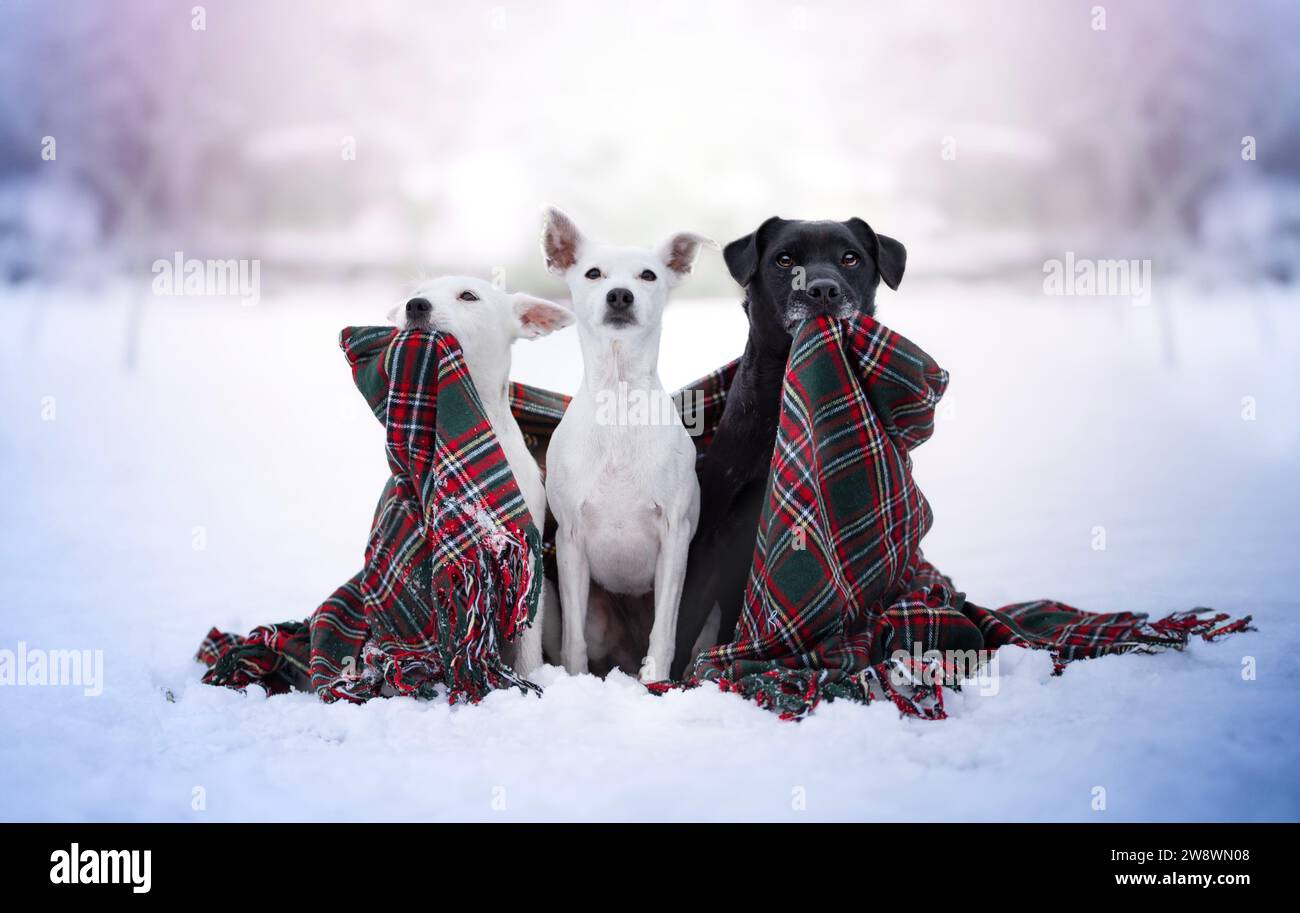 Winter portrait of terriers holding a christmas blanket. Stock Photo