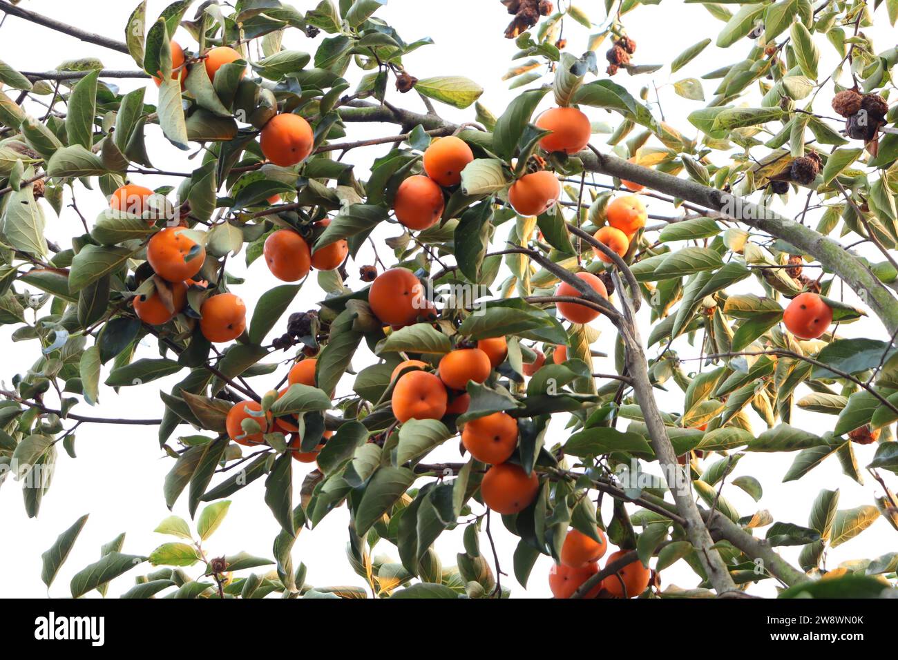 Photo of a tree full of persimmons Stock Photo