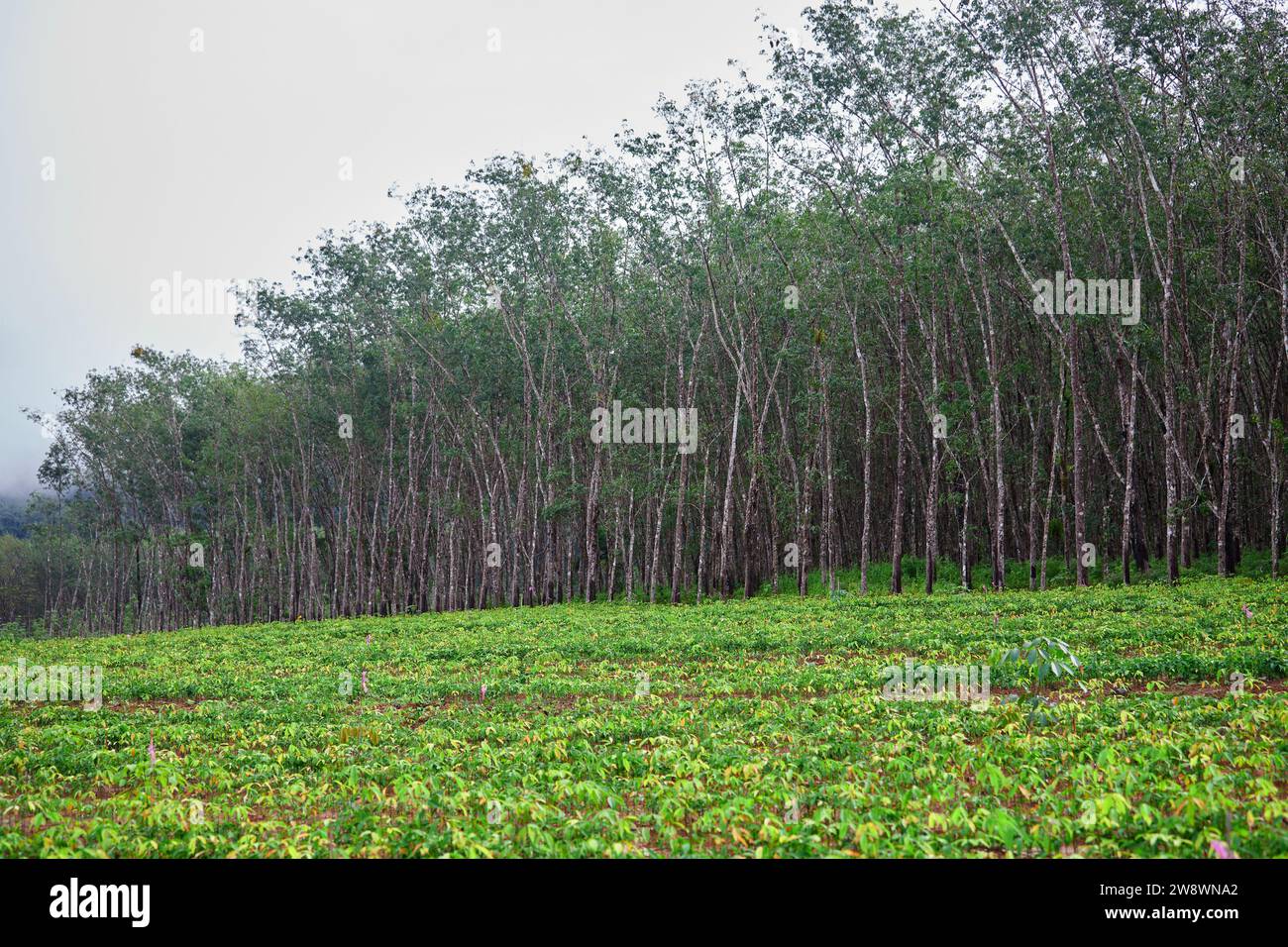 Rubber tree cultivation hires stock photography and images Alamy